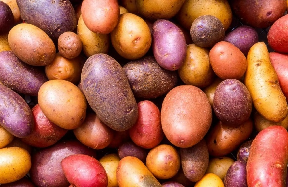 Cartofi Arta Gustului, Gabriella Pascaru Bisi, istorii enogastronomice,Calatorii prin gusturile lumii, Din Americi pana in vechia Europa,un tubercul care a cucerit lumea