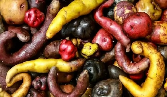 Cartofi peruani Arta Gustului, Gabriella Pascaru Bisi, istorii enogastronomice,Calatorii prin gusturile lumii, Din Americi pana in vechia Europa,un tubercul care a cucerit lumea